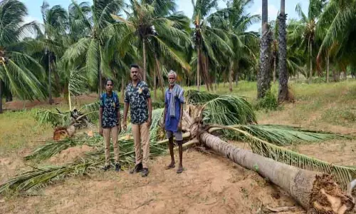 காட்டு யானைகள் அட்டகாசம் காட்டு யானைகள் அட்டகாசம்