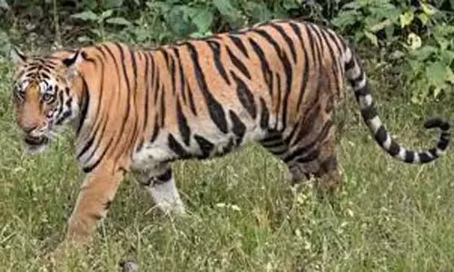 உத்தரகாண்டில் இரண்டு பேரை கொன்ற புலியை பிடிக்கும் பணிகள் தீவிரம் உத்தரகாண்டில் இரண்டு பேரை கொன்ற புலியை பிடிக்கும் பணிகள் தீவிரம்
