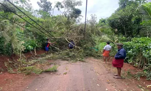 மரங்கள் முறிந்து விழுந்ததால் போக்குவரத்து பாதிப்பு