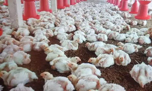 கறிக்கோழி வளர்ப்பு தொழிலுக்கு உதவ வேண்டும்