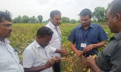 பருத்தி பயிரில் வாடல் நோயை கட்டுப்படுத்தும் வழிமுறைகள்