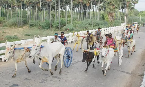 மாட்டு வண்டி பந்தயம்