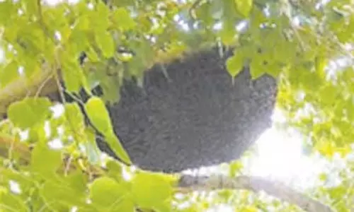 பள்ளி வளாகத்தில் கதண்டுகள் அழிப்பு