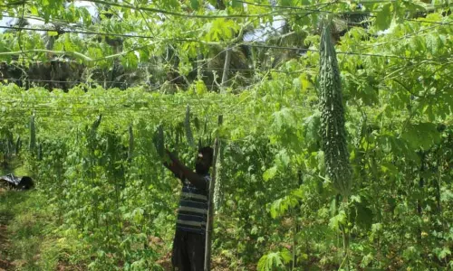 நல்ல விளைச்சல் இருந்தும் பாகற்காய் விலை வீழ்ச்சி -  கிலோ ரூ.8-க்கு விற்பனையாவதால் விவசாயிகள் கவலை