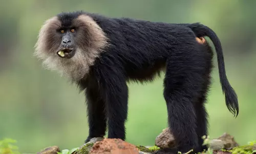 வண்டலூர் உயிரியல் பூங்காவில் சிங்கவால் குரங்கு குட்டி ஈன்றது