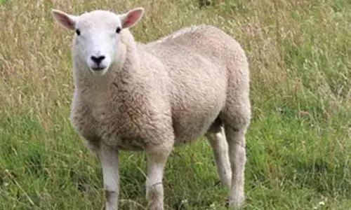 வெறிநாய் கடியால் ஆடுகள், கன்றுகள் பலி அதிகரிப்பு