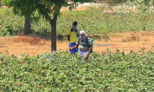 பருத்தி செடிகளில் பூச்சி தாக்குதல் அதிகரிப்பு