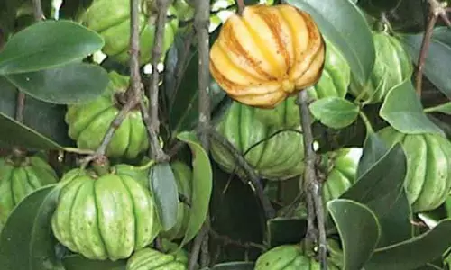 மருத்துவ குணம் கொண்ட குடம்புளி பயிரிடுங்கள் மருத்துவ குணம் கொண்ட குடம்புளி பயிரிடுங்கள்