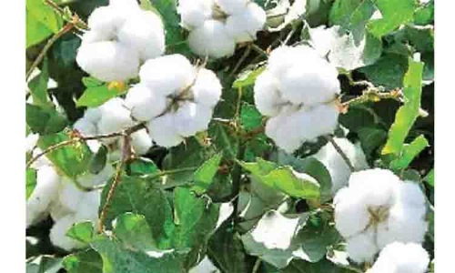 ஜெயங்கொண்டம் ஒழுங்குமுறை விற்பனை கூடத்தில் பருத்தி மறைமுக ஏலம் ஜெயங்கொண்டம் ஒழுங்குமுறை விற்பனை கூடத்தில் பருத்தி மறைமுக ஏலம்