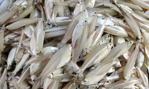 அதிராம்பட்டினம் கடல் பகுதியில் வெள்ளி மீன்கள் வரத்து அதிகரிப்பு