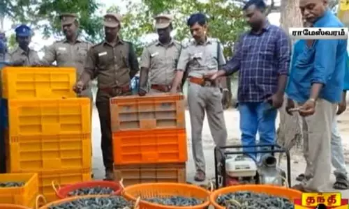 ராமேஸ்வரம் அருகே இலங்கைக்கு கடத்துவதற்காக வைக்கப்பட்டிருந்த 700 கிலோ கடல் அட்டை பறிமுதல் ராமேஸ்வரம் அருகே இலங்கைக்கு கடத்துவதற்காக வைக்கப்பட்டிருந்த 700 கிலோ கடல் அட்டை பறிமுதல்