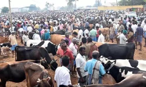 ஈரோடு கருங்கல்பாளையம் சந்தைக்கு 600 மாடுகள் விற்பனைக்கு வந்தன