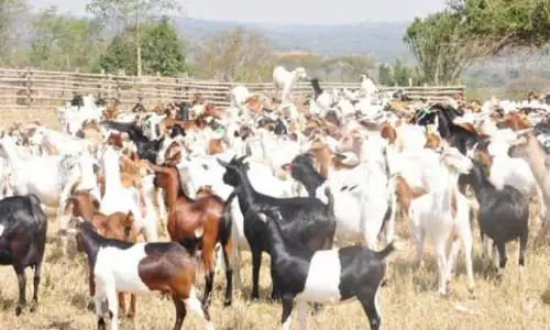 கால்நடைத்துறை சார்பில் 1,400 பேருக்கு இலவச ஆடுகள்