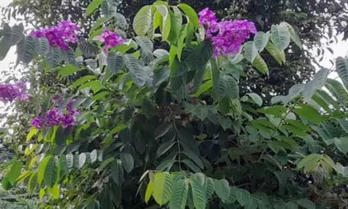 பூத்து குலுங்கும் அரிய வகை பூ மருது மரம்