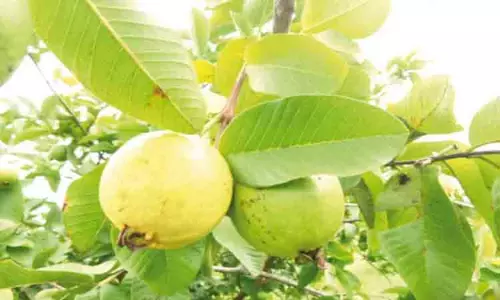 கொய்யா மகசூல் குறைவு