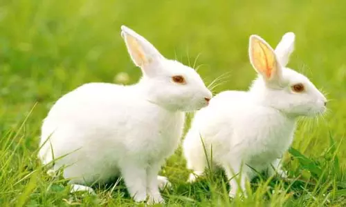 கடம்பூா் அருகே முயல் வேட்டையாடிய 2 பேருக்கு அபராதம்