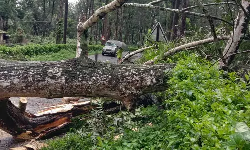 ரோட்டில் மரம் விழுந்து போக்குவரத்து பாதிப்பு