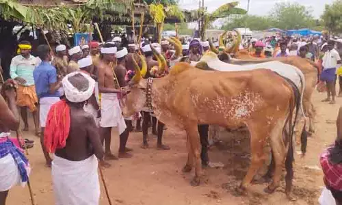 மாடுகள் மாலை தாண்டும் நிகழ்ச்சி மாடுகள் மாலை தாண்டும் நிகழ்ச்சி