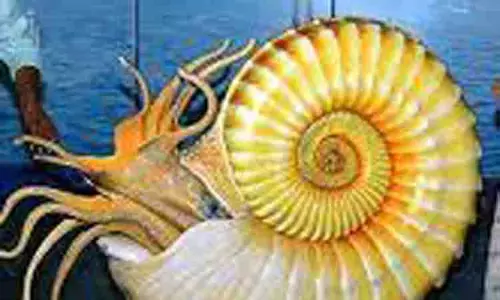 பெரம்பலூர் மையத்திற்கு அமோனைட்ஸ்களை ஒப்படைத்த பேராசிரியர் பெரம்பலூர் மையத்திற்கு அமோனைட்ஸ்களை ஒப்படைத்த பேராசிரியர்