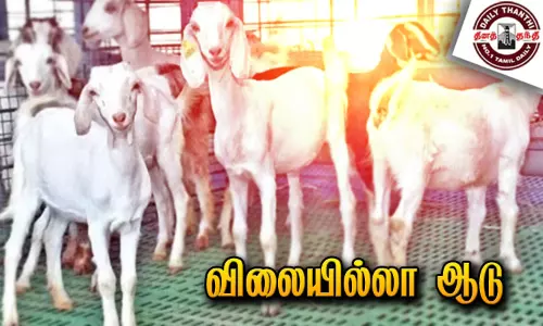 கும்மிடிப்பூண்டியில் பயனாளிகளுக்கு விலையில்லா ஆடு கும்மிடிப்பூண்டியில் பயனாளிகளுக்கு விலையில்லா ஆடு