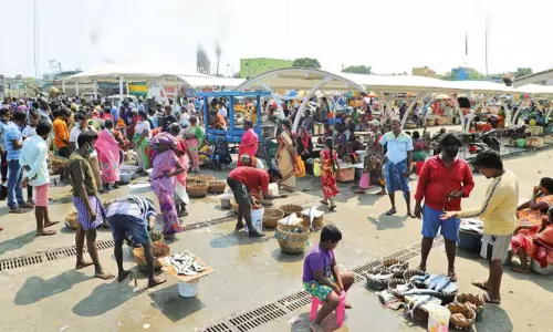 சற்று குறைந்த மீன்விலை - அசைவ பிரியர்கள் மகிழ்ச்சி