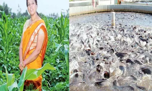 கூட்டுப்பண்ணை நடத்தும் பேராசிரியர் கூட்டுப்பண்ணை நடத்தும் பேராசிரியர்