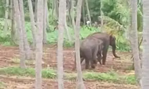 விவசாய நிலங்களில் புகுந்து யானைகள் அட்டகாசம்