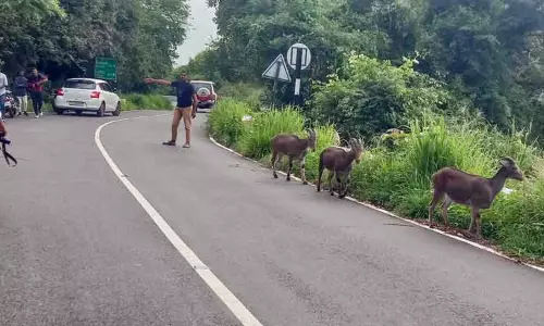 வரையாடுகளுக்கு தொந்தரவு கொடுக்கக்கூடாது