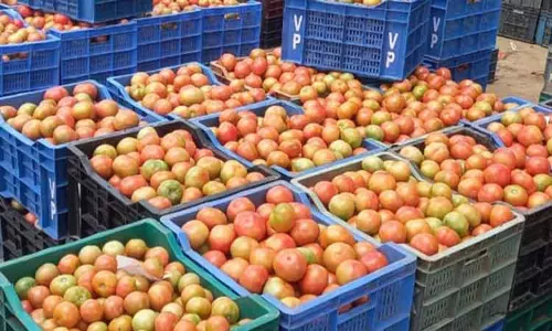 தக்காளி விலை தொடர் வீழ்ச்சி