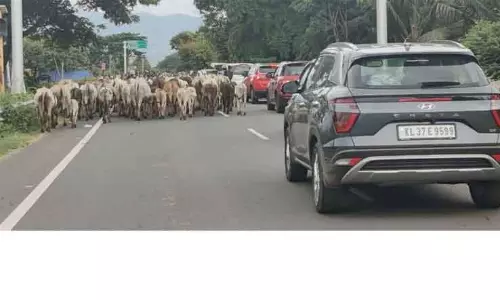 கூடலூர்-கம்பம் சாலையில் கால்நடைகளால் போக்குவரத்து பாதிப்பு கூடலூர்-கம்பம் சாலையில் கால்நடைகளால் போக்குவரத்து பாதிப்பு