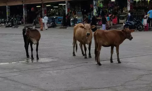 போக்குவரத்துக்கு இடையூறாக சாலையில் சுற்றித்திரியும் கால்நடைகள் போக்குவரத்துக்கு இடையூறாக சாலையில் சுற்றித்திரியும் கால்நடைகள்