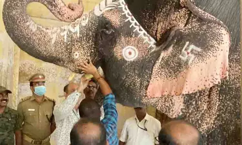 மதுரை மீனாட்சி அம்மன் கோவில் யானைக்கு தாய்லாந்து டாக்டர்கள் சிகிச்சை மதுரை மீனாட்சி அம்மன் கோவில் யானைக்கு தாய்லாந்து டாக்டர்கள் சிகிச்சை