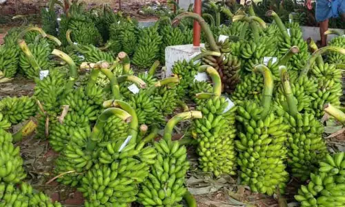 அந்தியூர் கூட்டுறவு சங்கத்தில் ரூ.4¼ லட்சத்துக்கு வாழைத்தார் ஏலம் அந்தியூர் கூட்டுறவு சங்கத்தில் ரூ.4¼ லட்சத்துக்கு வாழைத்தார் ஏலம்