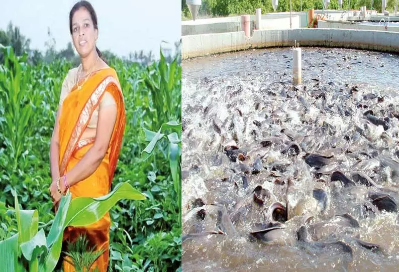 கூட்டுப்பண்ணை நடத்தும் பேராசிரியர் கூட்டுப்பண்ணை நடத்தும் பேராசிரியர்