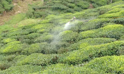 கொசு தாக்குதலை தடுக்க மருந்து தெளிக்கும் பணி மும்முரம்