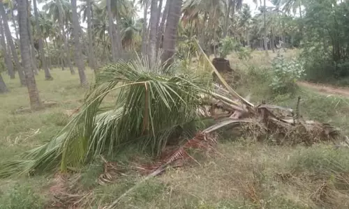 காட்டு யானைகள் அட்டகாசம் காட்டு யானைகள் அட்டகாசம்