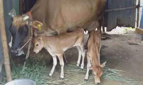 2 கன்றுகளை ஈன்ற அதிசய பசு