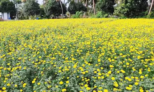 கறம்பக்குடி பகுதியில் பூத்துக்குலுங்கும் சாமந்தி பூக்கள்