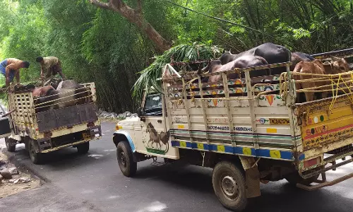 புதன்சந்தையில் மாடுகள் வரத்து அதிகரிப்பு காளை மாடு ரூ.33 ஆயிரத்துக்கு விற்பனை புதன்சந்தையில் மாடுகள் வரத்து அதிகரிப்பு காளை மாடு ரூ.33 ஆயிரத்துக்கு விற்பனை