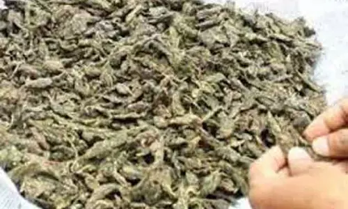 கஞ்சா வழக்கில் கைதான 35 பேரின் வங்கி கணக்குகள் முடக்கம்