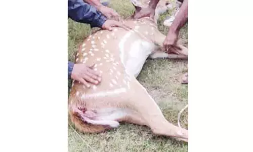 வாகனம் மோதி புள்ளிமான் சாவு வாகனம் மோதி புள்ளிமான் சாவு