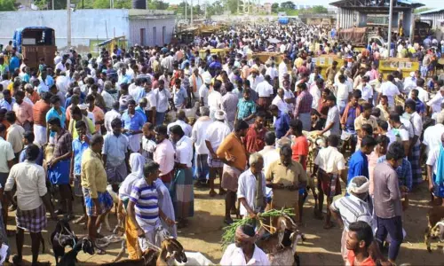 சந்தையில் குவிந்த வியாபாரிகள்; ஆடுகளை போட்டி போட்டு வாங்கி சென்றனர்