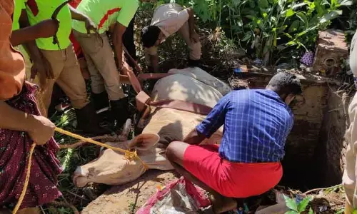 கழிவறை தொட்டியில் விழுந்த பசுமாடு மீட்பு