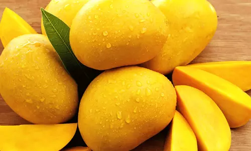 கோயம்பேடு மார்க்கெட்டில் ரசாயனம் மூலம் பழுக்க வைத்த 7 டன் மாம்பழங்கள் பறிமுதல் கோயம்பேடு மார்க்கெட்டில் ரசாயனம் மூலம் பழுக்க வைத்த 7 டன் மாம்பழங்கள் பறிமுதல்