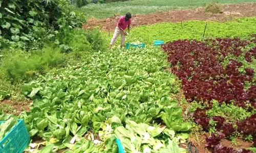 இங்கிலீஷ் காய்கறிகள் பயிரிட விவசாயிகள் ஆர்வம் இங்கிலீஷ் காய்கறிகள் பயிரிட விவசாயிகள் ஆர்வம்