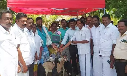 100 பயனாளிகளுக்கு ஆடுகள் வழங்கும் நிகழ்ச்சி 100 பயனாளிகளுக்கு ஆடுகள் வழங்கும் நிகழ்ச்சி