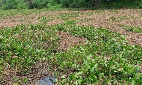ஆறுகளில் படர்ந்திருக்கும் ஆகாயத்தாமரை ஆறுகளில் படர்ந்திருக்கும் ஆகாயத்தாமரை