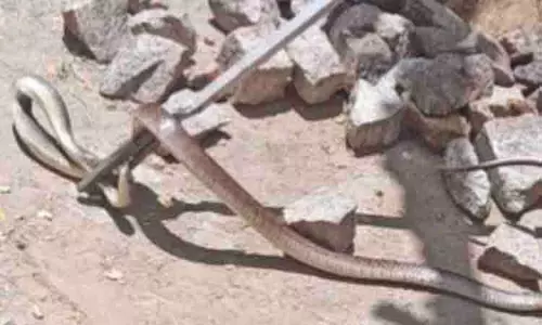 குடியிருப்பு பகுதியில் புகுந்த பாம்பு பிடிபட்டது குடியிருப்பு பகுதியில் புகுந்த பாம்பு பிடிபட்டது