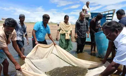 வைகை அணை நீர்த்தேக்கத்தில் 3 லட்சம் மீன்குஞ்சுகளை வளர்ப்புக்காக விடும் பணி தொடக்கம் வைகை அணை நீர்த்தேக்கத்தில் 3 லட்சம் மீன்குஞ்சுகளை வளர்ப்புக்காக விடும் பணி தொடக்கம்