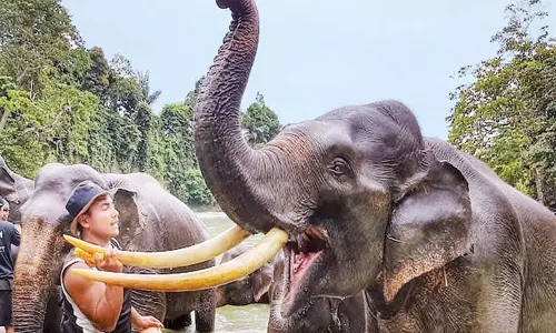 பலம் நிறைந்த யானைகளும், பலே தகவல்களும்..! பலம் நிறைந்த யானைகளும், பலே தகவல்களும்..!